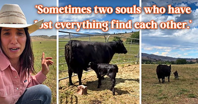 'They needed one another': Mourning mother cow who lost her baby is introduced to a grieving orphan calf on the ranch, and this calving season gives them both a new beginning