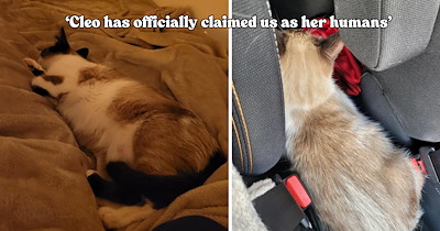 ‘Only Cleo was left, waiting alone’: Cat lovers go to a wedding and come home with an abandoned mama cat, giving the sweet girl the furever home she deserves
