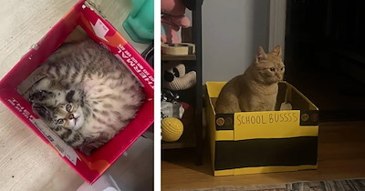 'Why do we even buy them expensive beds?': 40 Funny Box-Bound Cats Committing Container Crimes in the Name of “If i fits, i sits”