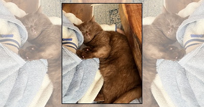 A Purrfectly Cozy Fall of 21 Feline Fluff and Snuggly Cuddles