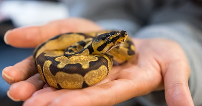 Pet owner takes pet snake to the park, only to be yelled at by neighbor with an unleashed dog: ‘Why do you even have a snake out here?’