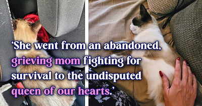 'We couldn't leave her behind': Guests at a wedding spot a mama cat with a litter of kittens, come back to the venue the next day to save them all, and find her completely alone