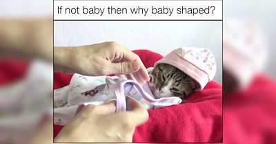 28 Comfort Cat Memes For Cozy Hoomans Combating the Cold With Warmth
