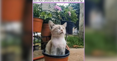 A Garden of Cat Memes Cultivating Comfort One Cozy Kitty at a Time