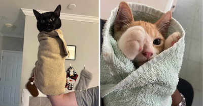 A Fresh Batch of Adorable Cat Purritos Stuffed With Extra Floof and Toe Beans to Satisfy Your Feline Cravings