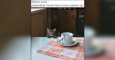 A Warm Mug of 31 Steaming Hot Cat Memes For Slow Morning Scrolling