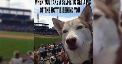 27 Funny Dog Memes to Keep You Going When Your Last 2 Brain Cells are Battling to Make it to the Weekend