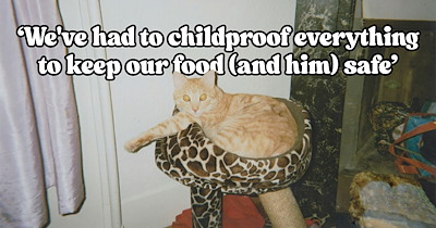 Why do cat people accept behaviors that would seem bizarre to anyone else? — Cat pawrents share the strange feline habits that unite the community: 'My cat will only drink water out of a red solo cup'
