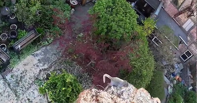 ‘He brought me a whole bunch of pinecones.’: Tree surgeon who saved baby squirrel while cutting down his home ends up adopting it and giving it a loving home