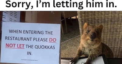 26 Uplifting Animal Memes to Pick You Up After a Week of Being Down