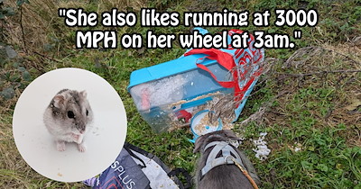 ‘To the absolute scum bag that dumped this little guy in the woods’: Rescuer’s raging message to hamster abandoner goes viral after fans fawn over its impressive come back story