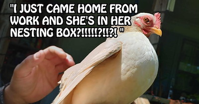 ‘A hawk swooped down and took her.’: Chicken stolen by bird as pawrent watches miraculously returns to coop just 24 hrs later