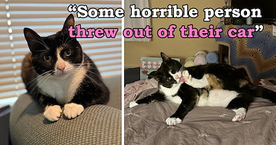 Someone throws a tuxedo kitten out of their car on a busy highway, but luckily, she gets saved in time and goes from the side of the road to the center of someone’s world