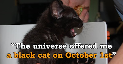 'Hi, it's me, the guy who said they didn't want a cat': Self-proclaimed dog person gets adopted by an itty bitty black kitten just in time for spooky season and falls under her spell