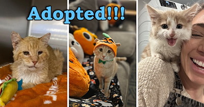 Meet the Newly Adopted Faces of the Week: 20 Heartwarming Cats Who Found Their Forever Homes