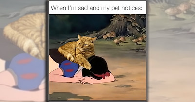 30 Painfully Relatable Animal Memes for Pet Moms in Their Sad Girl Autumn Era