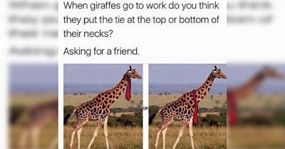 19 Giraffe Memes To Feel Less Tall Than You Actually Are