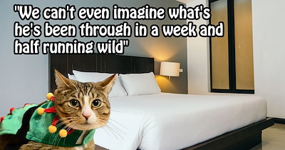 ‘I messed up and sold my gf’s cat by accident.’: Cat freaked out by pawrents’ moving sale hides in sold bed and rides with buyers to their home
