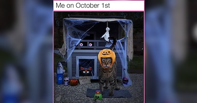 26 Soft and Sweet Cat Memes For a Pre-Halloween Sugar Rush