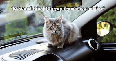 ‘I can’t deny the Cat Distribution System’: Tiny orange kitten rescued from a car engine charms his foster human in just 5 days, leaving them wondering if he’s already home