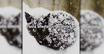 23 Cute Cat Memes to Fall Into the Sweet Spooky Season With (October 6, 2026)