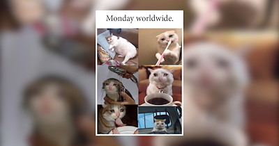 24 Monday Cat Memes for a Memorable Monday Meowjestic Morning