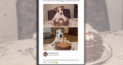 'Happiness is a warm puppy': Animal laughs and joys for a happy brain to give your midweek slump a silly paw pick-me-up (October 7, 2026)
