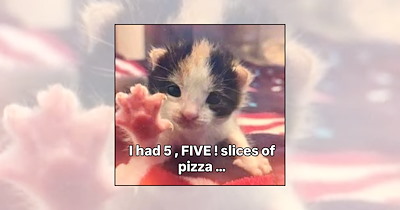 Your Weekly Delivery of 21 Soft and Silly Kitten Memes for a Midweek Mood Boost (October 7, 2026)