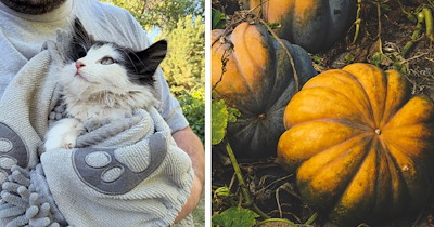Little cat shows up in squash garden just in time to be adopted by neighbor whose senior cat just crossed rainbow bridge, giving love a new place to grow 
