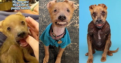 'He started acting like a wild animal': Person rescues an unusual "puppy" from underneath a shed, then forms a heartwarming bond with 'Chupey' proving that love doesn't need a perfect face  
