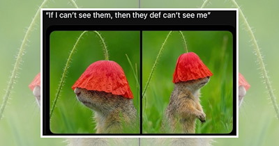 A Heartwarming Harvest of Animal Memes for a Crisp Fall Day