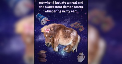 A Delicious Stuffing of Animal Memes to Gobble Down This Fall