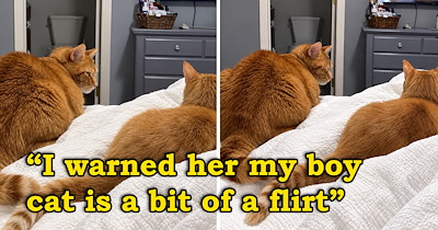 Friend brings their girl cat over despite warning that this owner's boy cat is a bit of a flirt, and he immediately proves his owner right, pulling out all the purrsuasive moves