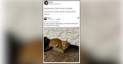 Cat Owners Share the Ridiculous Names They Gave Their Felines That Somehow Fit Purrfectly