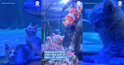 'This made my day': Rescue kittens from Minnesota rescue take a meowrrific trip to SEA LIFE at Mall of America filled with saltwater smiles and fintastic fluffy fun 