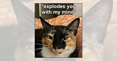 'Almost Friday, Still Feral': A Bunch of Cat Memes Clawing Their Way to the Weekend This Thursday
