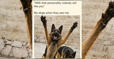 'Good boys get good memes': 21 Dog Memes to Fill Your Morning Cup with Puppy Pawsitivity (October 8, 2026)