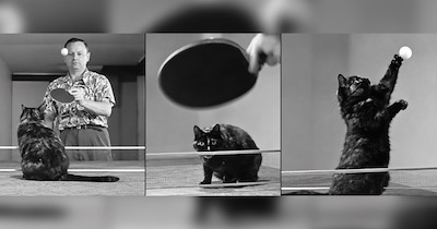 In the 1950s, Portland tortie cat Dagwood became a pint-sized ping-pong prodigy after pawing her way into the feline hall of fame: 'She wouldn't leave her owner alone while he played'