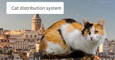 Traveler in Istanbul comes across the most loving and cuddly street kitten that climbs into their lap: 'Istanbul cat distribution system tried to enroll me'