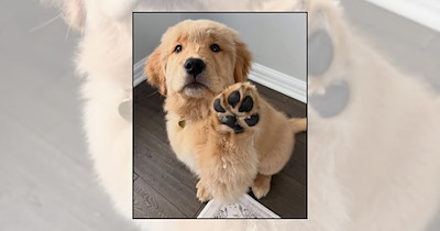 'Paws Up If You're Adorable': 21 Dog Pictures Showing Off Their Cutest Toe Beans