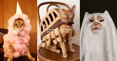 31 Creative Cat Costumes That We Think Are Purrfect for This Spooky Season