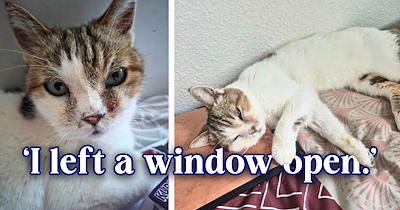 'If her owner doesn't pick her up in the next 8 days, I can legally adopt her': Person who left a window open ahead of a typhoon ends up sheltering a senior cat who walked right in, and hopes she gets to stay.