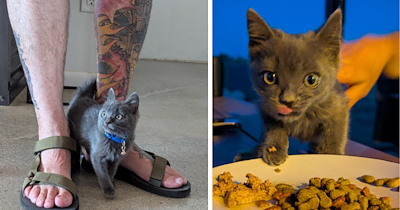 Vacationers find kitten at the Airbnb in the California desert, their trip turns into a rescue mission to save her from coyotes and give her a furrever home