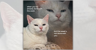 32 Feline Funnies Daydreaming Fewer Emails and More Cat Naps in the Peaceful Pitter Patter of an Autumn Thunderstorm