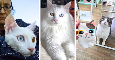 22 Unique Cats With Heterochromia That Will Make You Look Twice