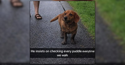Rainy Day Dog Memes to Cozy Up Under Covers For the Day