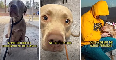 ‘She slowly learned how to live like a dog should’: Kind person rescues mama dog and puppies from abandoned backyard after discovering her owners left