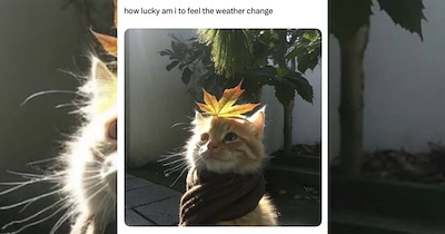 Funny Feline Fluffies to Enjoy the Fall Season With a Furball and a Comfy Blanket 