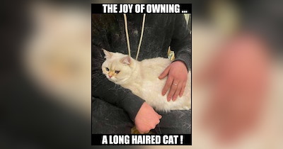 Hilarious Cat Memes Capturing the Never-Ending Battle Against Feline Fur