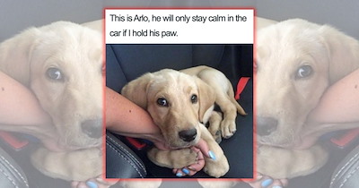 27 Wholesome Doggo Memes Delivering a Divine Dose of Pawsome Happiness